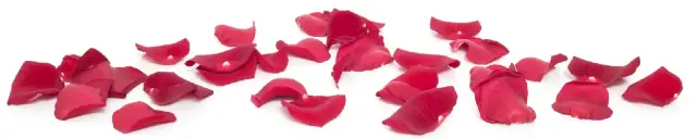 płatki róż